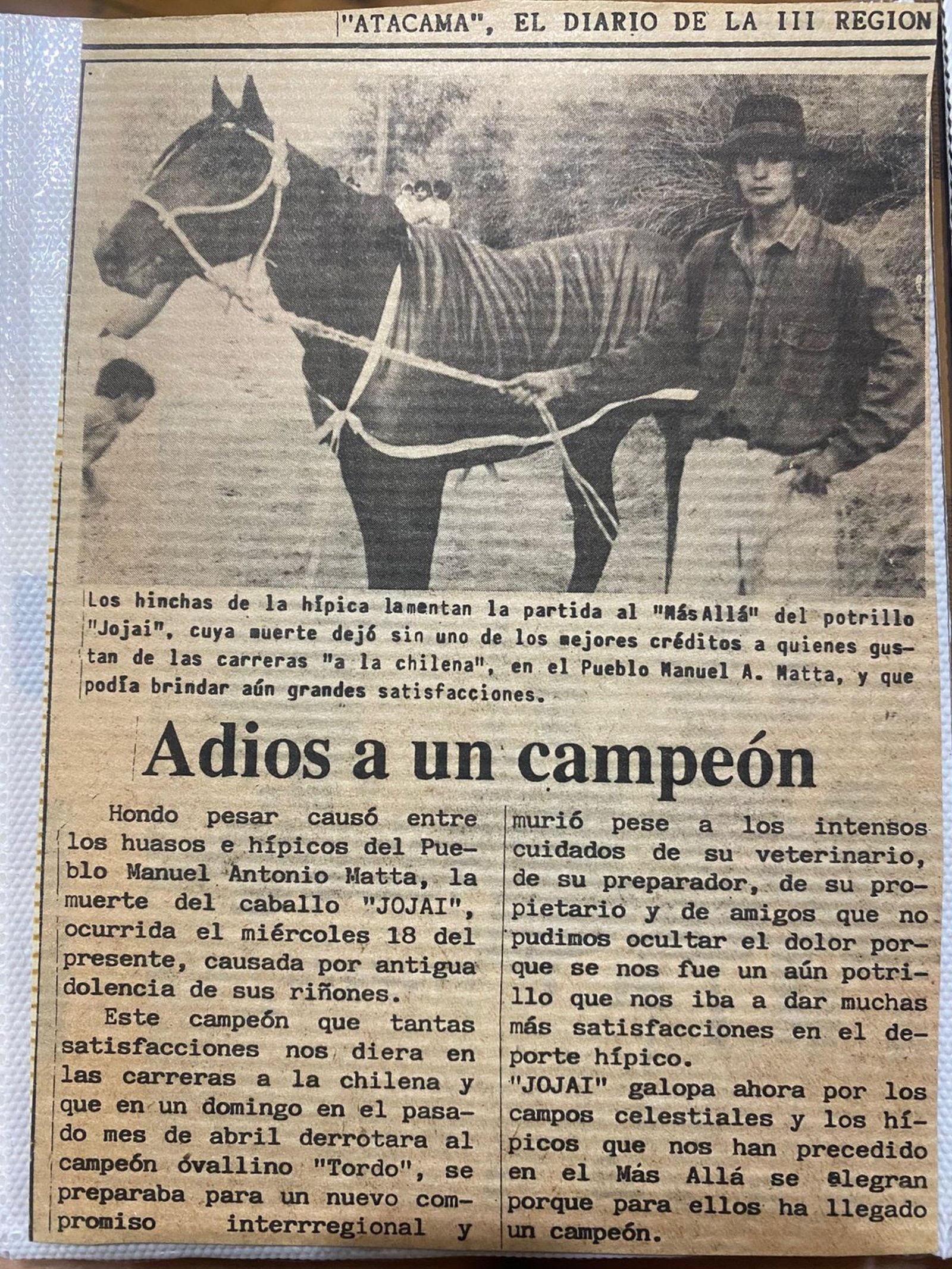 Jojay, caballo de carrera campeón invicto